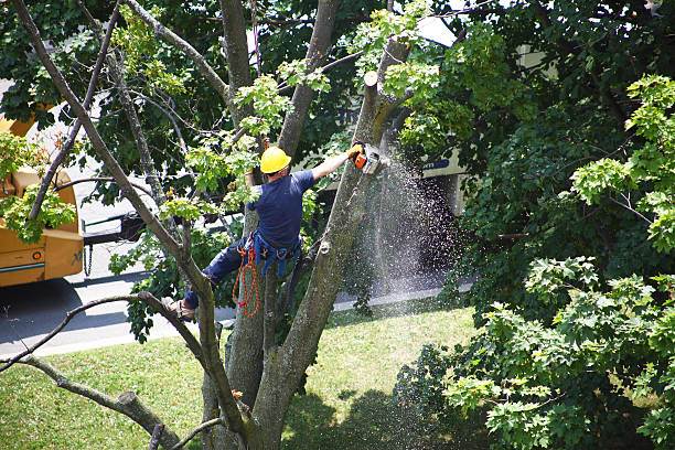 How Our Tree Care Process Works  in  Covington, TN